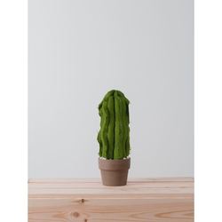 MEDIUM WAVY COLUMN CACTUS  |  VERDE 20