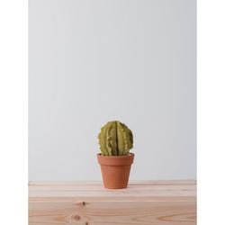 SMALL BARREL CACTUS  |  VERDE 3