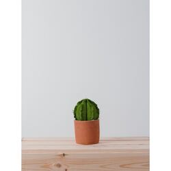SMALL BARREL CACTUS  l  VERDE 20