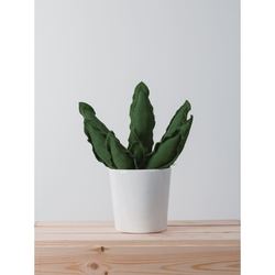 MEDIUM SNAKE CACTUS  |  VERDE 4