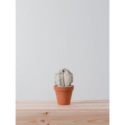 SMALL BARREL CACTUS  |  BLANCO