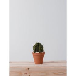 SMALL BARREL CACTUS  |  VERDE 5
