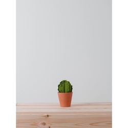 MINI BARREL CACTUS  |  VERDE 20