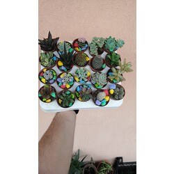 Kaktüs ve sukulent 20 li mix set