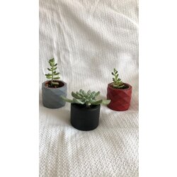 Sukulent ve Kaktüs Saksı Set