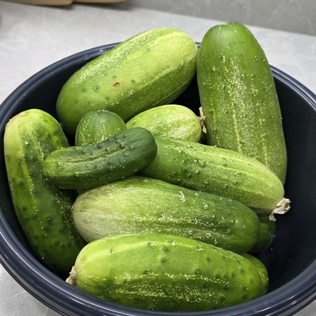 Salatalık Grubu
