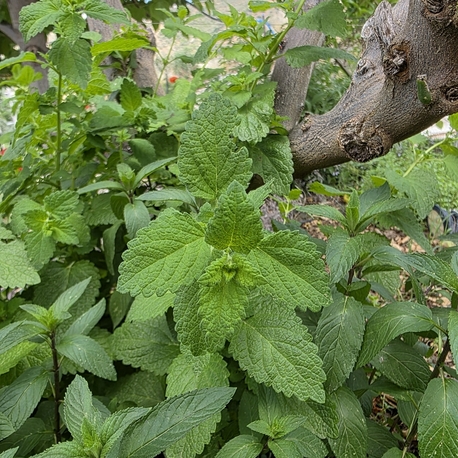 Limon Melisa (oğul otu ) Fidesi