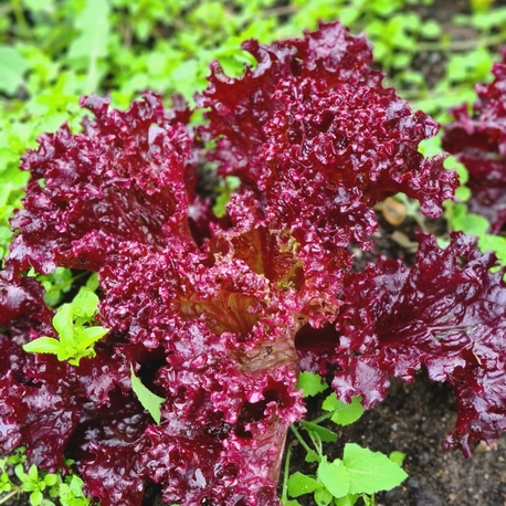 Yeşillik Grubu