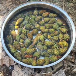 Kozalak Şurubu
