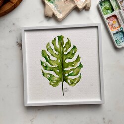 Monstera 