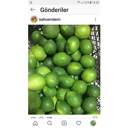 limon ( mayer)