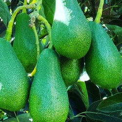 füerte avokado