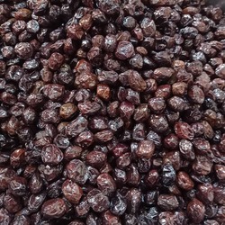 sele zeytin