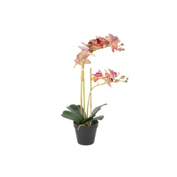 P282.352813 Fuşya Limoni İkili Yapay Orkide 53cm Ev Dekorasyon Saksılı Çiçek 1 Adet