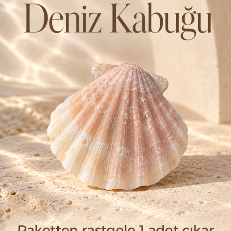 171215102026 Yelpaze Formlu Dekoratif Deniz Kabuğu – 1 Adet