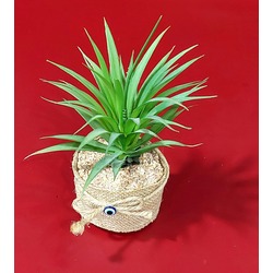 DE-1103 Yapay Çiçek Tillandsia Lonantha Maxima Nazarlık Bitki 10x20cm 1 Adet