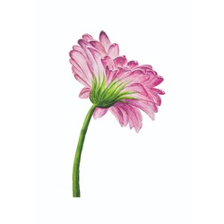 GERBERA*pembe