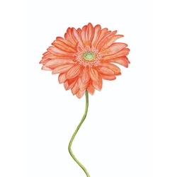 GERBERA*turuncu