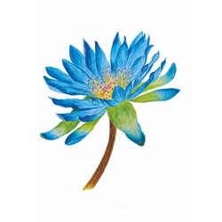 LOTUS*mavi