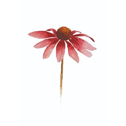 EKİNEZYA*pembe,00