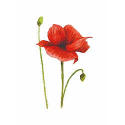 GELİNCİK