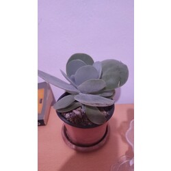 aloevera ve sukulent 