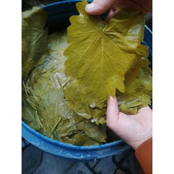 2026 ZEYTİNYAĞLI SARMA İÇİN 5KG BÜYÜK BOY TOKAT ERBAA YAPRAĞI 