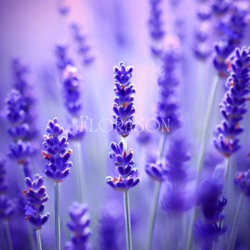 Lavanta (Lavandula) Tohumları 