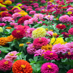 Kirli Hanım Çiçeği (Zinnia) Tohumları