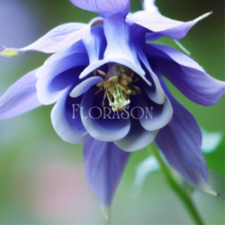 Haseki Küpesi (Aquilegia) Tohumları