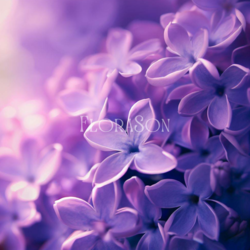 Mor Leylak (Syringa vulgaris) Tohumları