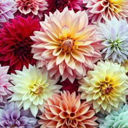 Katmerli Yıldız Çiçeği (Dahlia) Kök (mix)