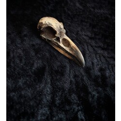 raven 