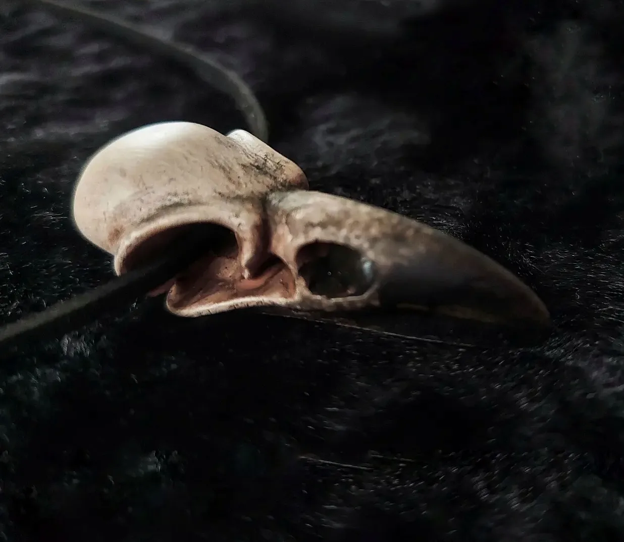 The Bird of Darkness 