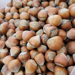 Giresun Fındığı 