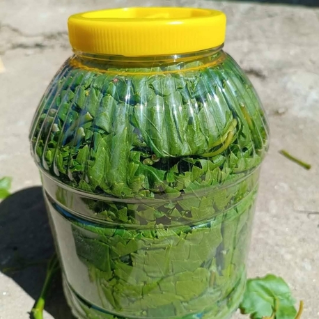 5 lik bidon kuru basım yaprak 