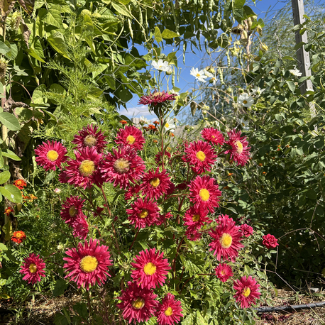 Aster Çiçeği (Saraypatı çiçeği)