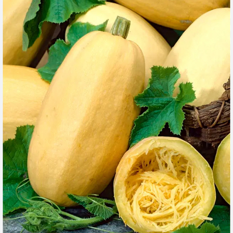 Spagetti kabak 