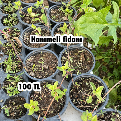 Hanımeli fidanı (3 adet )
