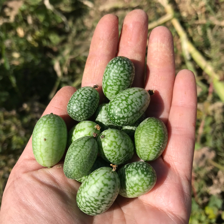 Meksika salatalığı -Cücemelon