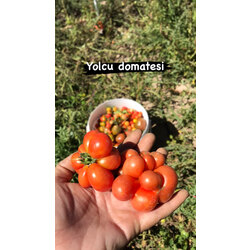 Yolcu domates