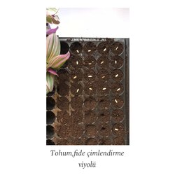 Fide ve Tohum Çimlendirme Viyolü