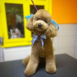 Poodle Tıraşı