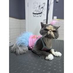 Kedi Tıraşı
