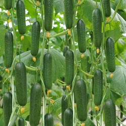 Silor Salatalık (Badem) Paket 1 Kg