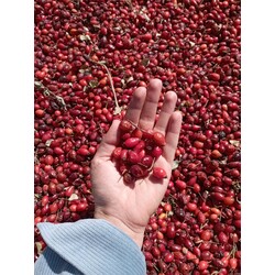 Yeni Mahsul Kuşburnu 1 Kg