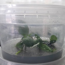 In Vitro Phalaenopsis Orkidesi 3 adet Farklı Orkide İçerir