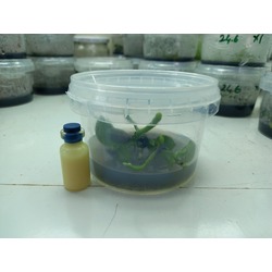 3 adet In vitro Phalaenopsis Orkidesi + 3 Gr Keiki Macunu