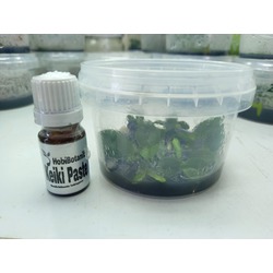 5 adet In Vitro Phalaenopsis Orkidesi + 5 Gr Keiki Macunu 