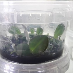 In Vitro Phalaenopsis Orkidesi 5 adet Farklı Orkide İçerir